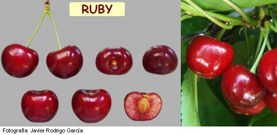Variété de cerisier Ruby, cerise Early Ruby