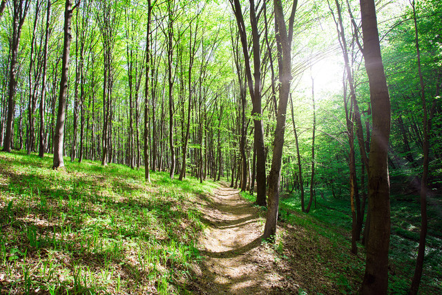 Beautiful-green-forest-Nature.jpg