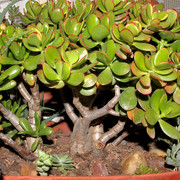 IMG-2898