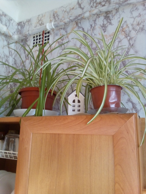 IMG-20220401-090010.jpg