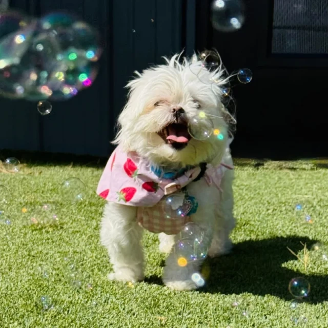 Dogs playing together during daycare at Meadow Ridge Pet Lodge
