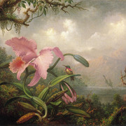 Orchid-and-Hummingbird