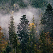 IPB Image