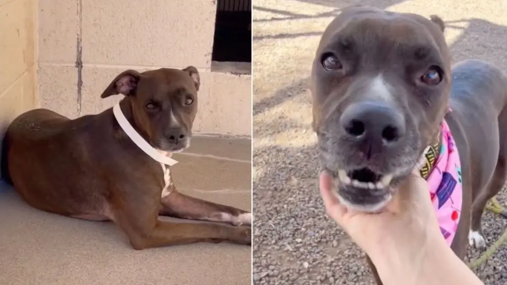 Shelter Dog's Heartbreaking Wait