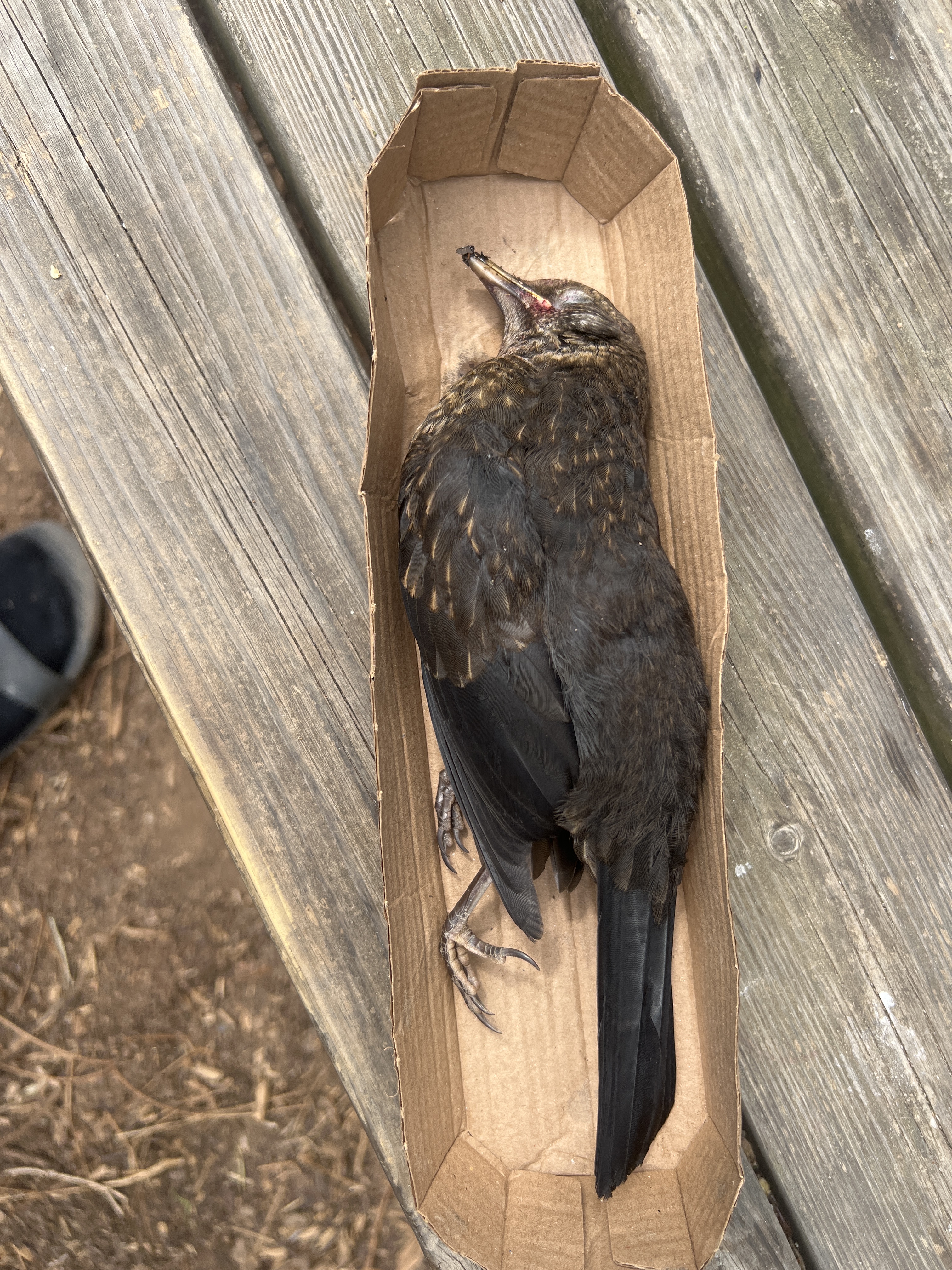 最近認識された鳥の写真