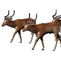 ANIMALES-VARIADOS-102.gif