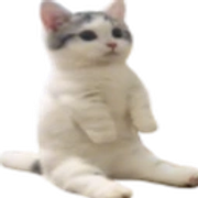 90226-catsit