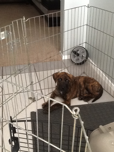 Quincy when he was a puppy.