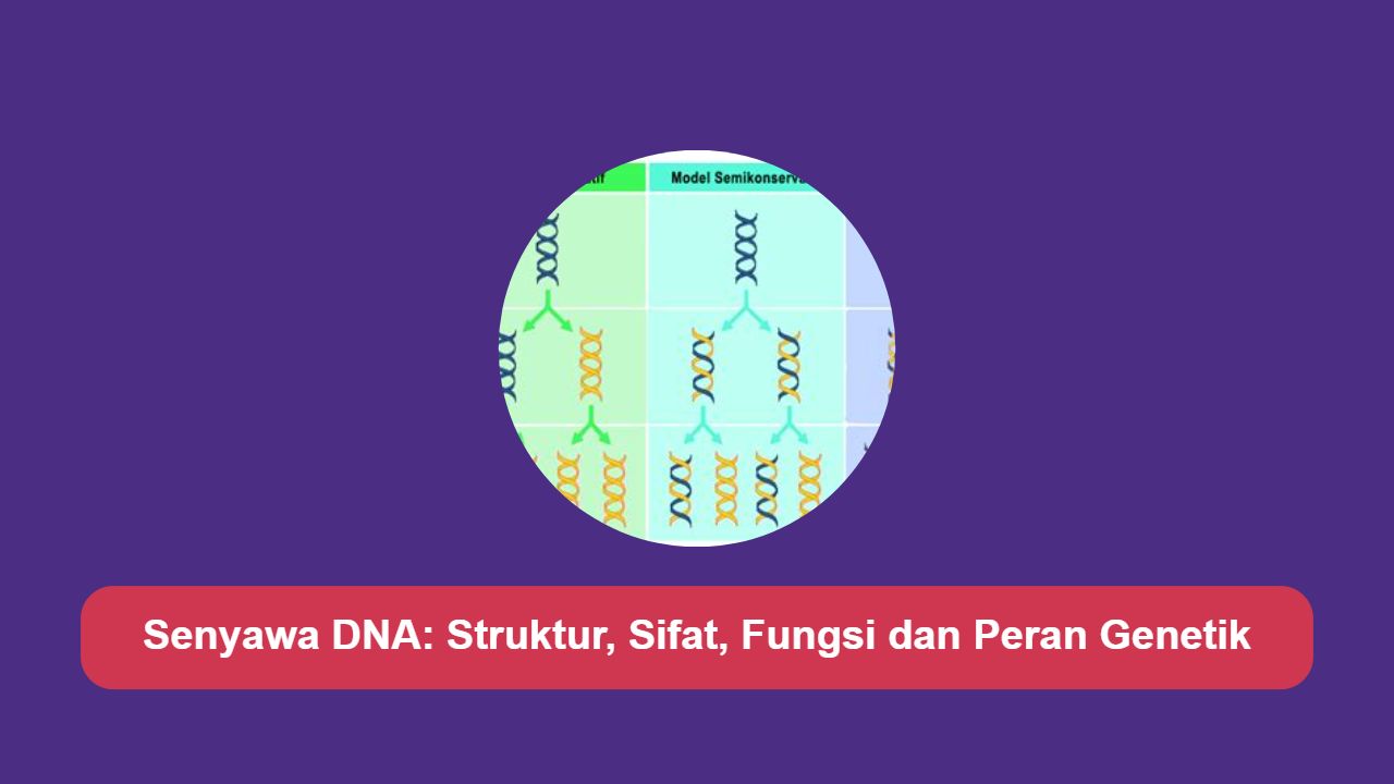 Senyawa DNA: Struktur, Sifat, Fungsi dan Peran Genetik