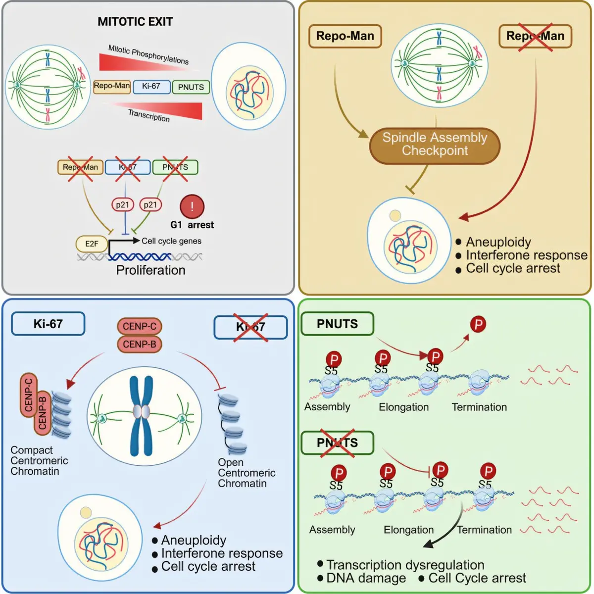 Protein Linked to Cancer Growth May Hold Treatment Key