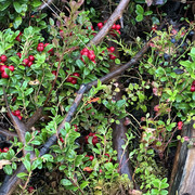 IMG 4868