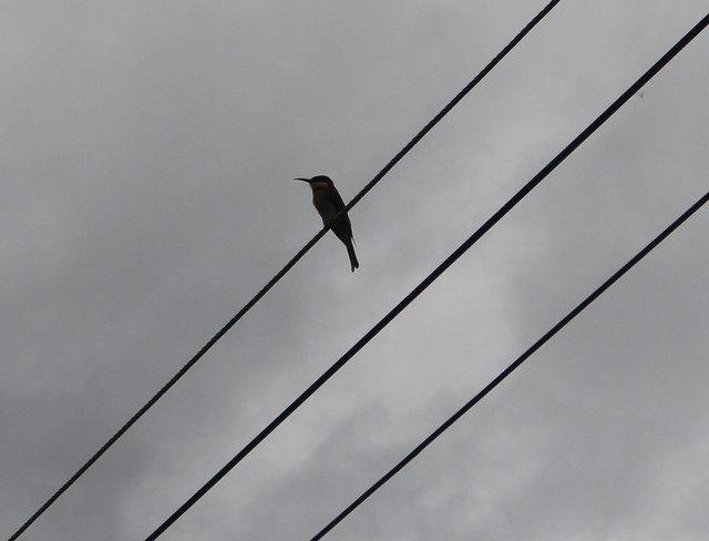 IMG-8331.jpg