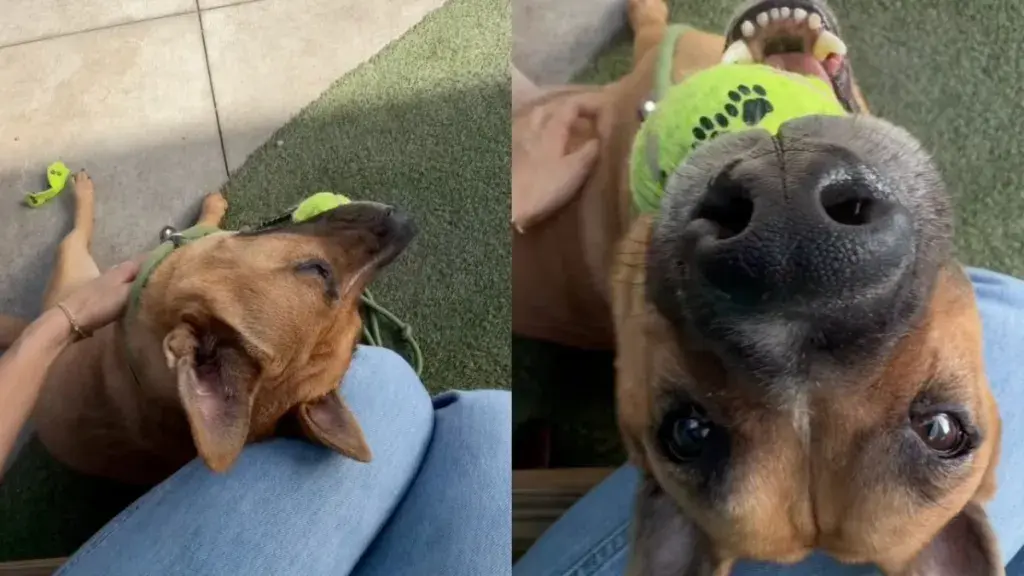 Shelter Dog Stares From Kennel for 542 Days, Awaiting Adoption