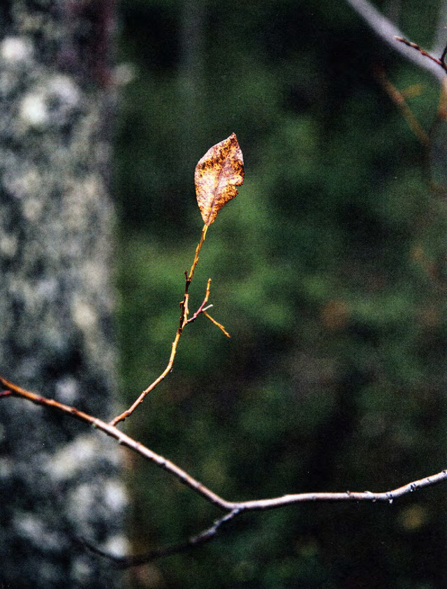 Laine-52-Weeks-of-Shawls-2022-85