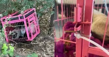 Rescue in the Woods: Hero Dog Saves Abandoned Cats