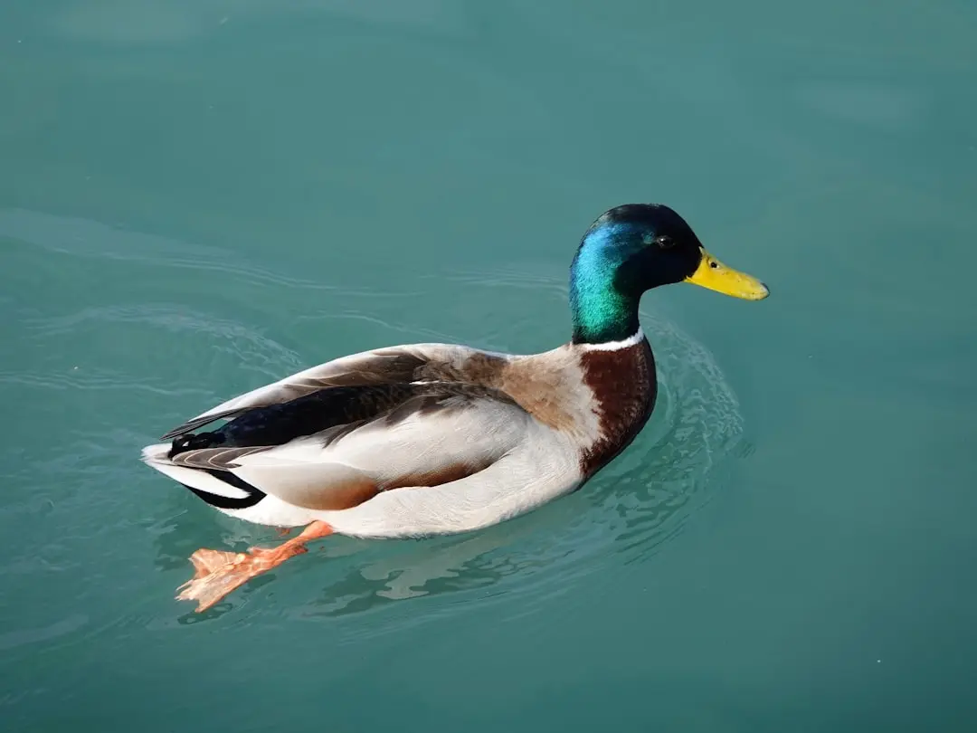 DuckDuckGo Browser Now Blocks Video Ads by Default