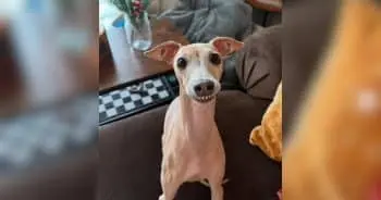 The Dog One Family Couldn't Keep Became Someone Else's Greatest Joy