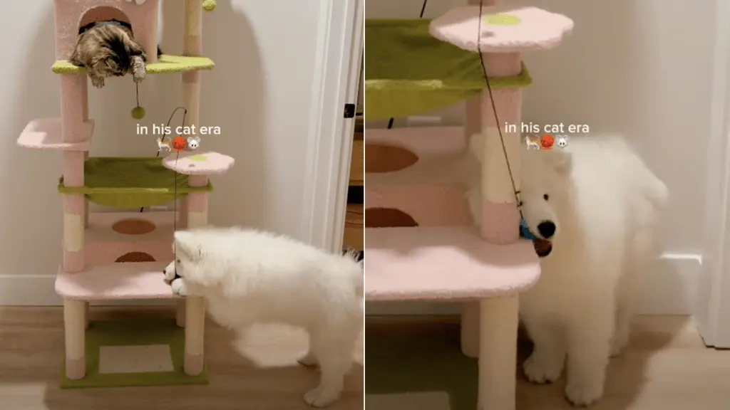 Puppy Channels Inner Cat, Climbs Tree