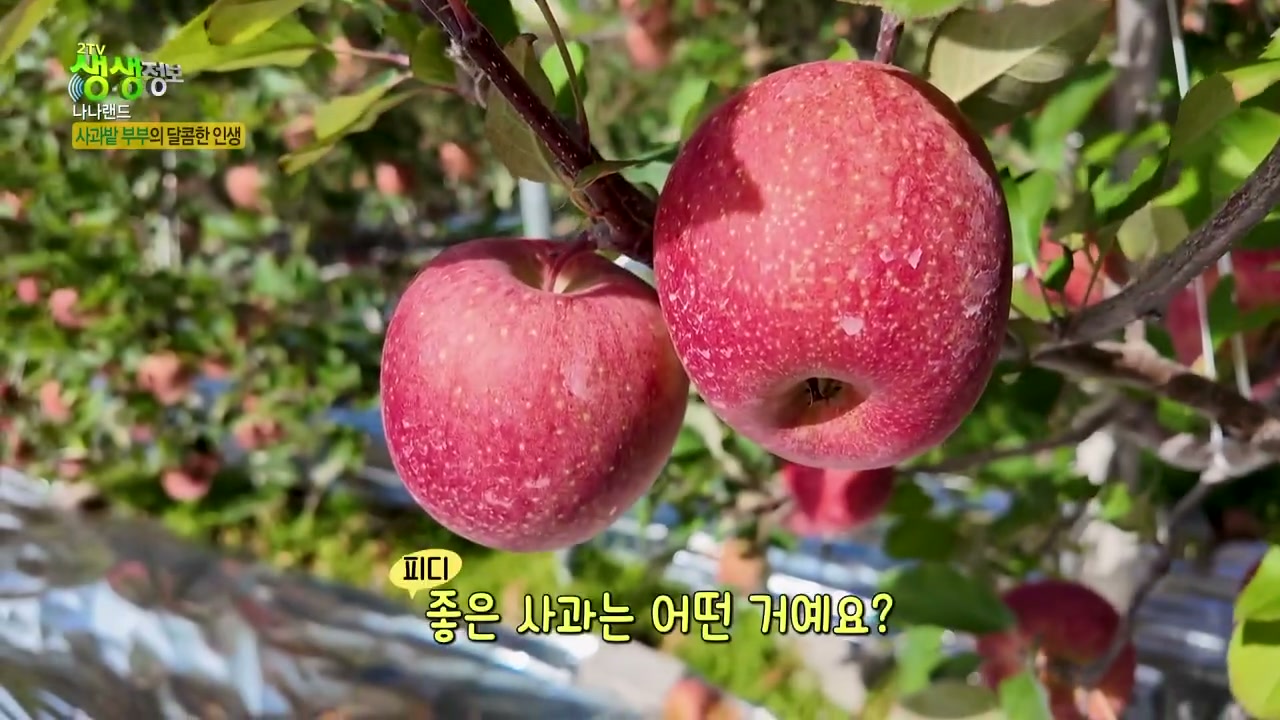 생생정보통 나나랜드 사과밭부부 추가 캡처 2