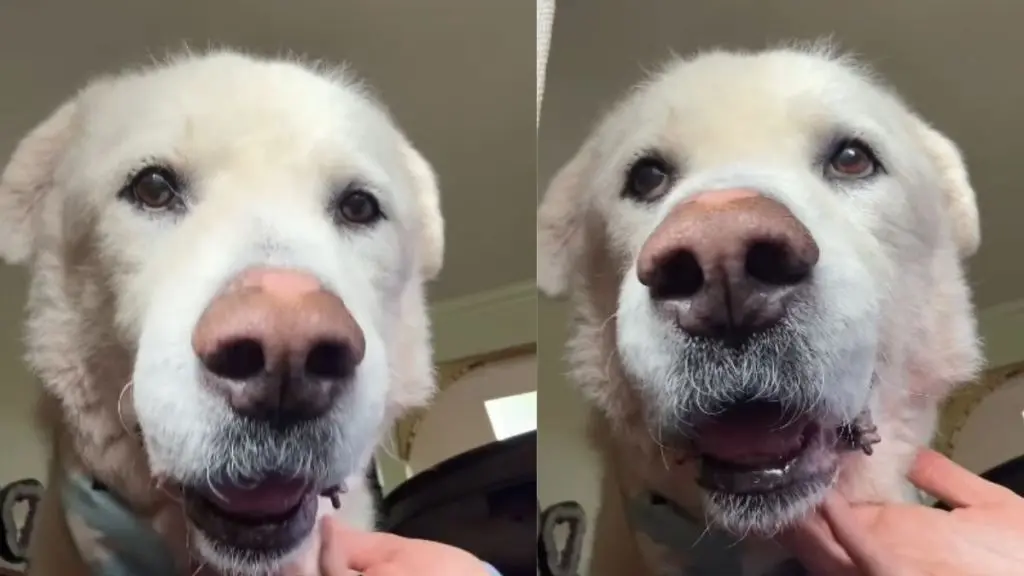 Senior Rescue Dog Helps New Fosters Feel Safe