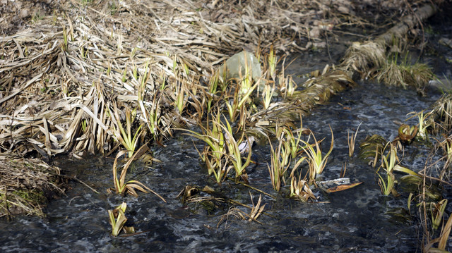 DSC9512-2.jpg