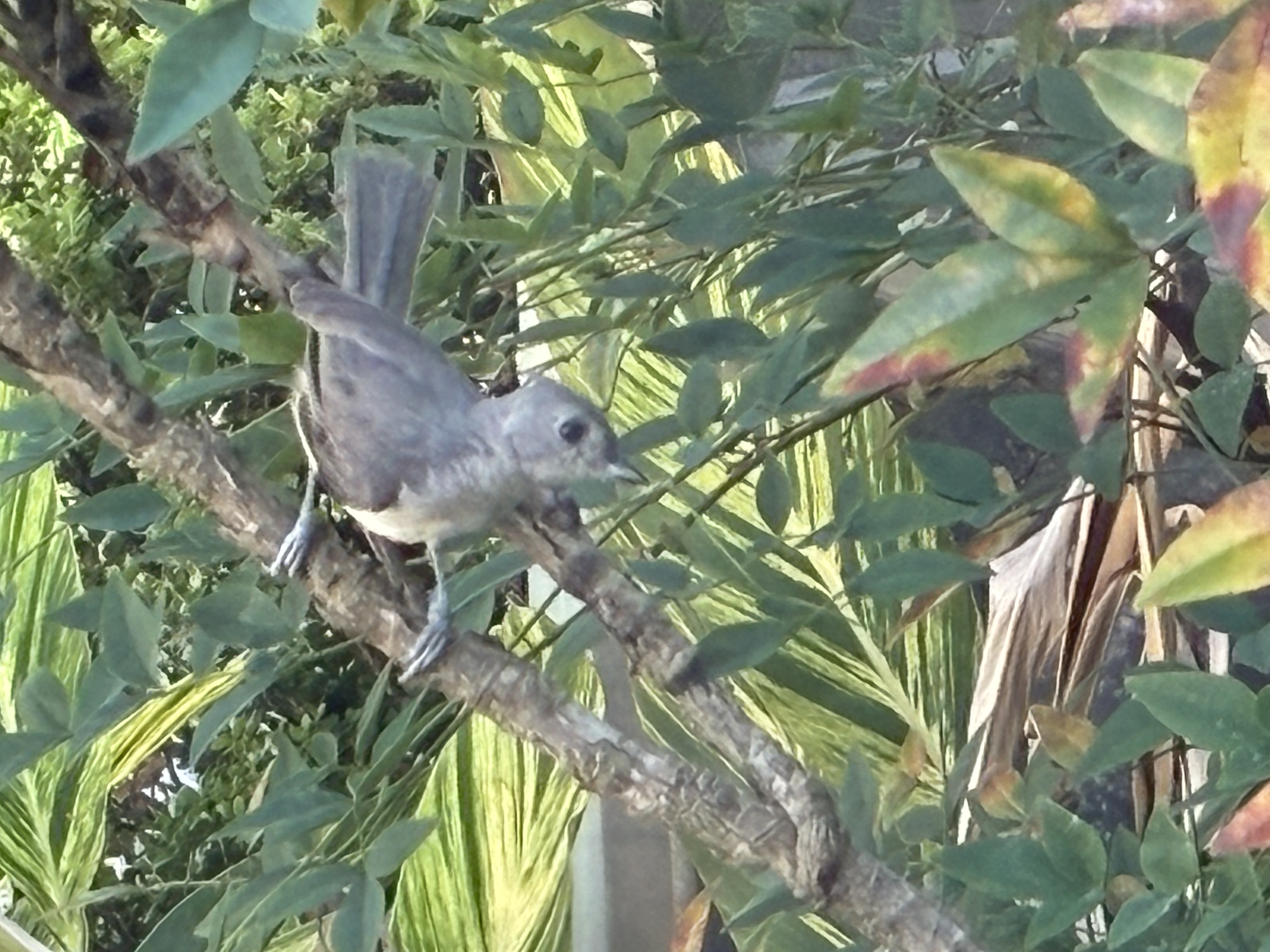 最近認識された鳥の写真