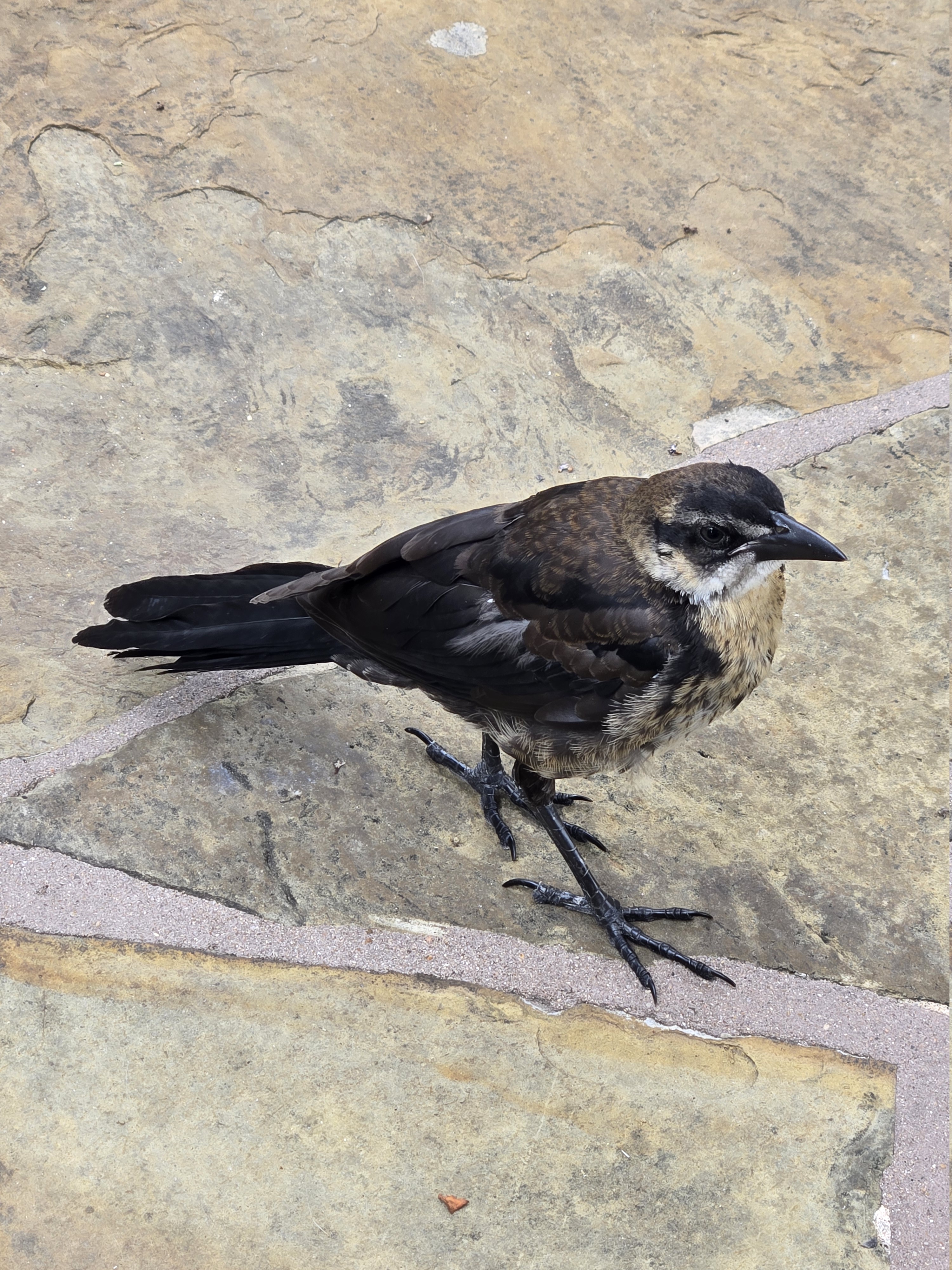 Foto reciente de un ave