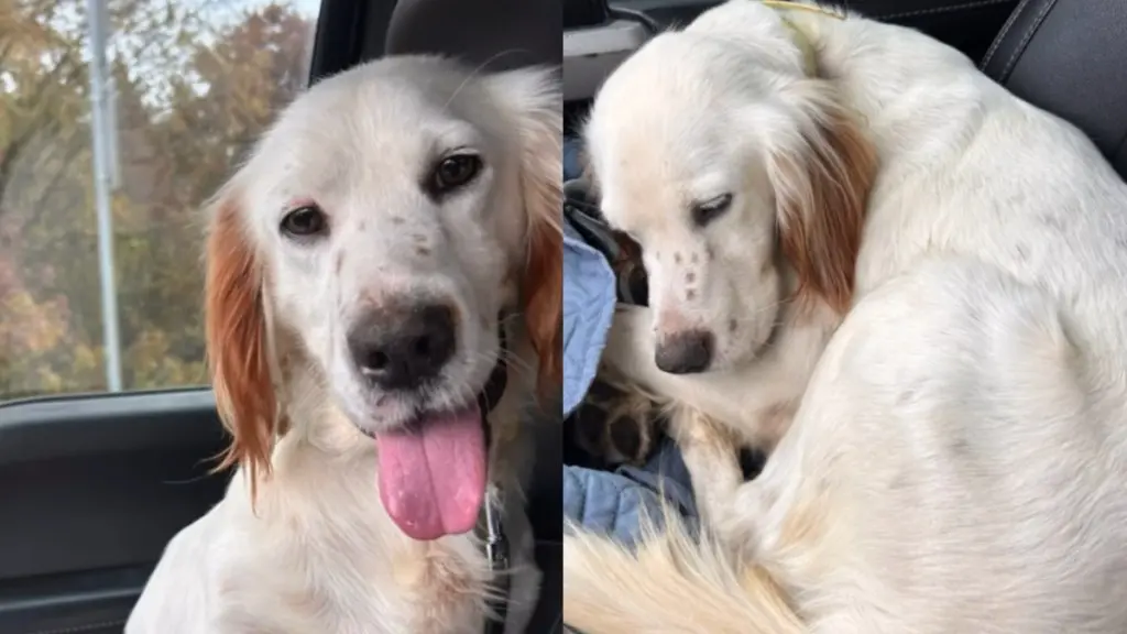 Rescue Dog Finds New Family After Being Dumped Alone