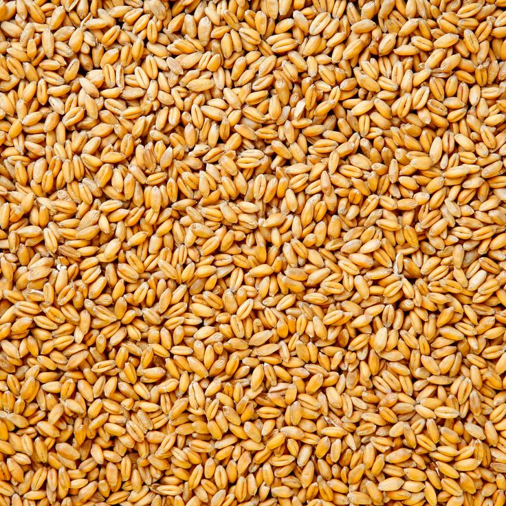 Wheat