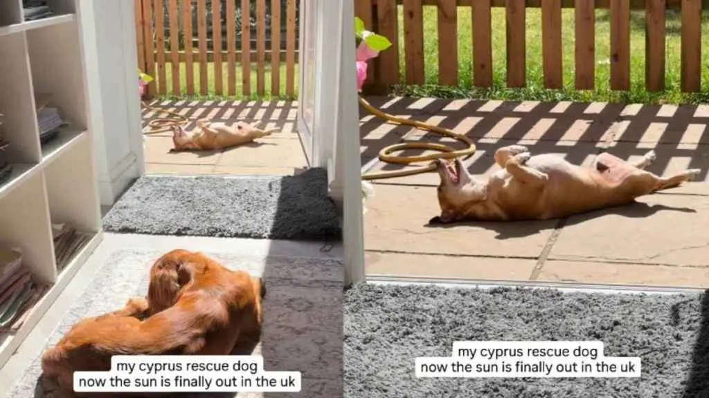 Senior Rescue Dog Soaks Up Rare UK Sunshine