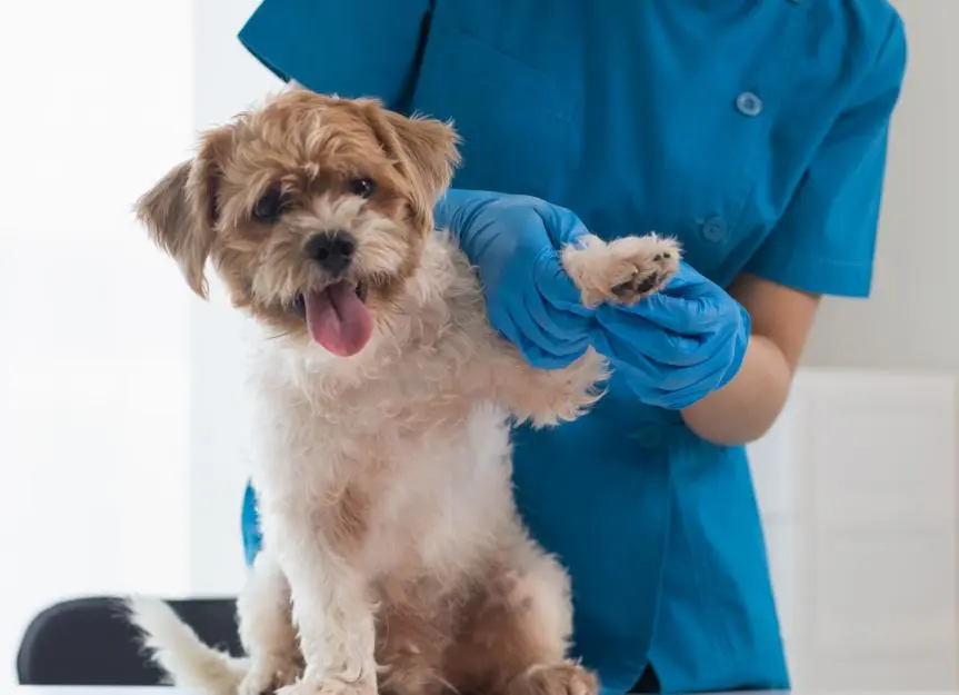 Canine Yeast Infections: Understanding Common Symptoms