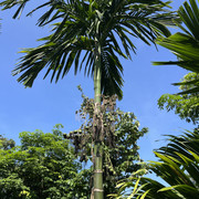 IMG 4611