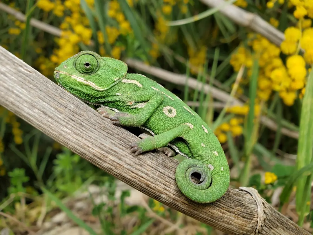 Tendințele peștei de la cameleon: o trăsătură cu două vârfuri