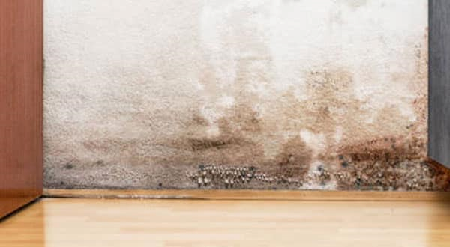 Mold-Removal-In-Toronto