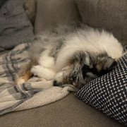 gizmo-sleeping