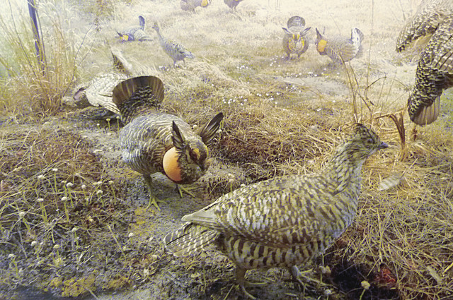 Greater Prairie Chicken.jpg