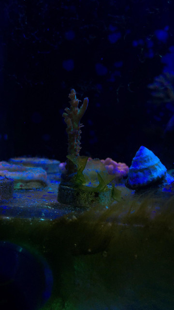 Algae 1