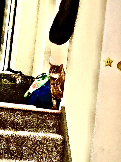 cat.jpg