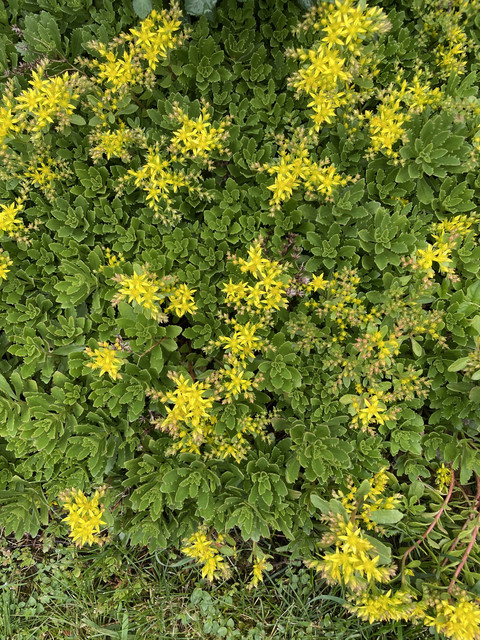IMG-8168