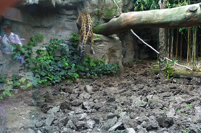 Jaguar.jpg