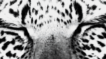 tiger-eyes