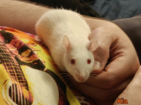 Kia