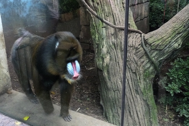 Mandril.jpg