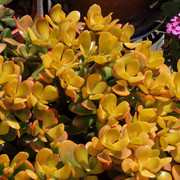 IMG-7655