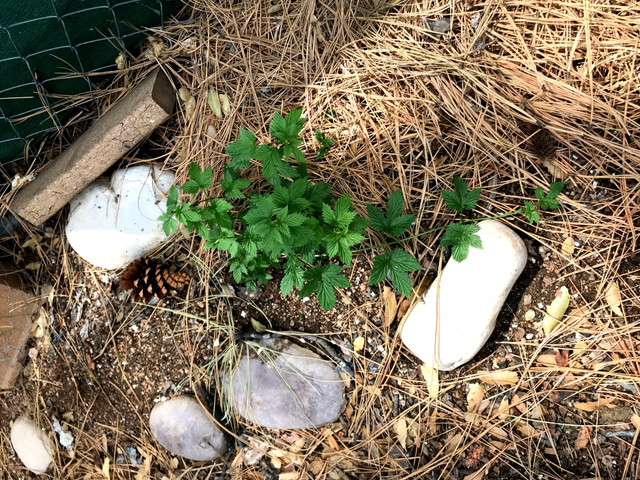 Centennial Hops 2018