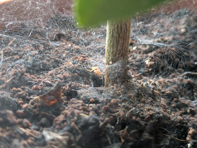 spider