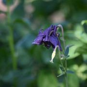 DSC 0234