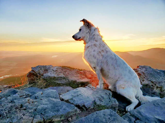Better-doggo.png