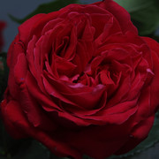 SDIM0582