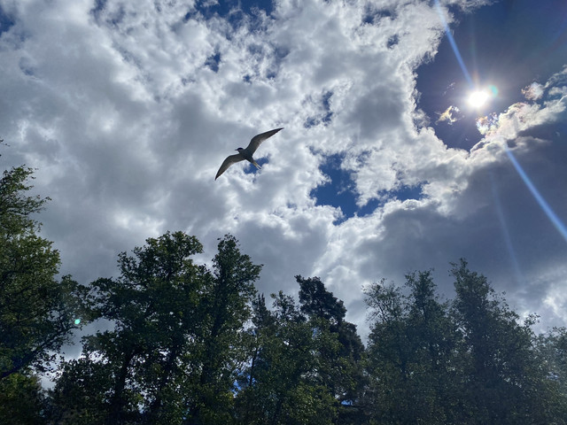 05-DCB4-E5-E68-C-490-C-AECB-16-AC095-B1-